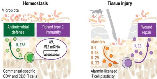 Poised homeostatic immunity