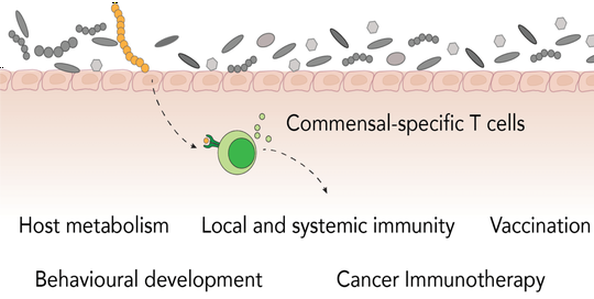 Commensal-Specific T cells