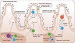 Homeostatic Immunity and the Microbiota